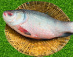 Fresh River Katol Fish