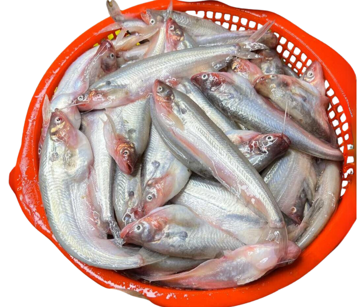 Pabda Fish