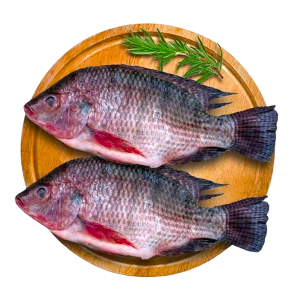 Tilapia Fish