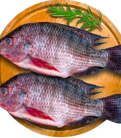 Tilapia Fish