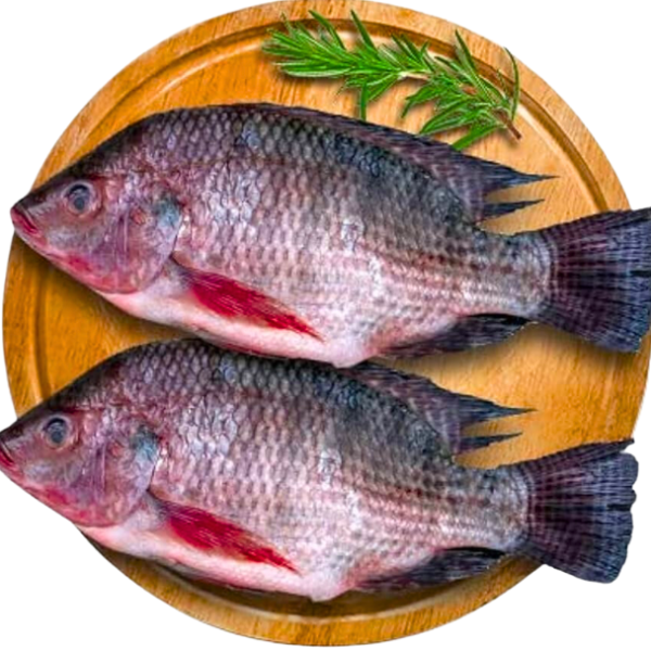 Tilapia Fish