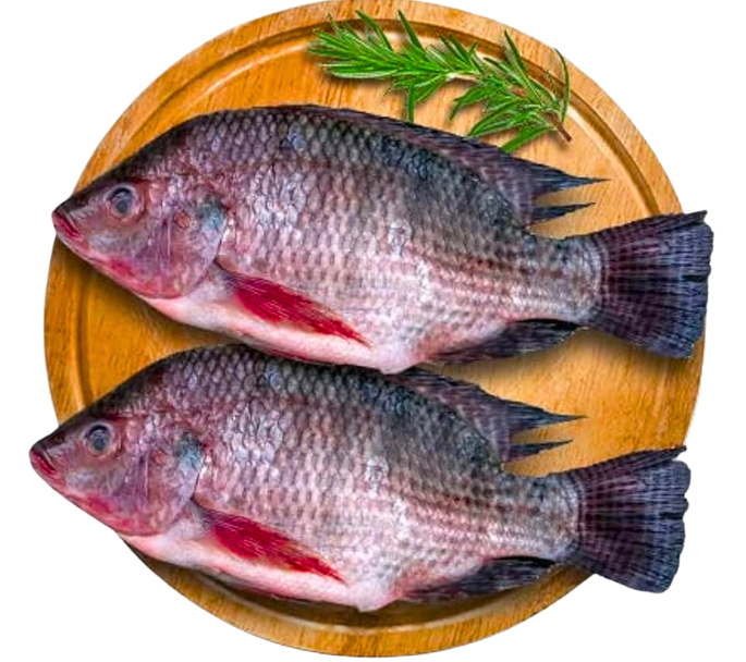 Tilapia Fish