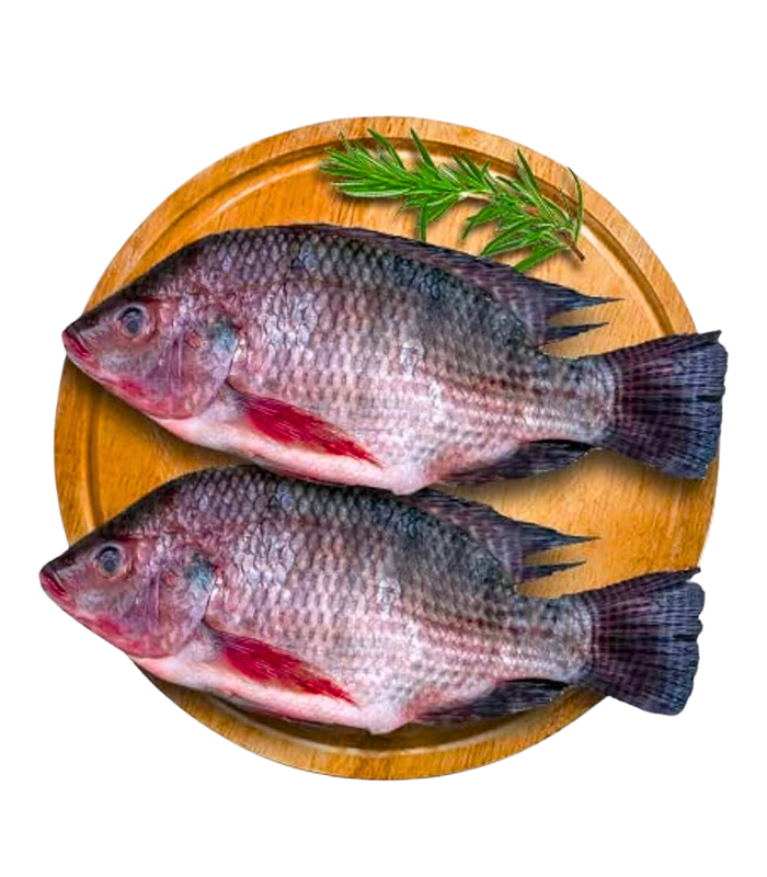 Tilapia Fish